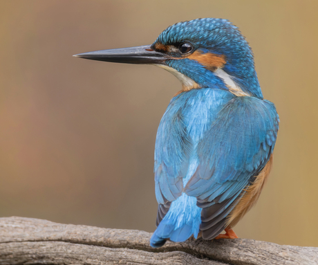 IJsvogel (m)