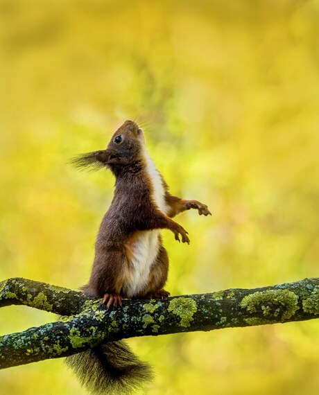 Eekhoorntje