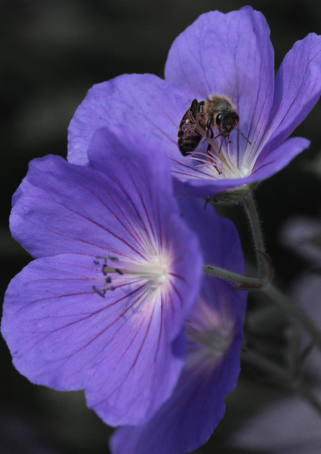 Close-up I