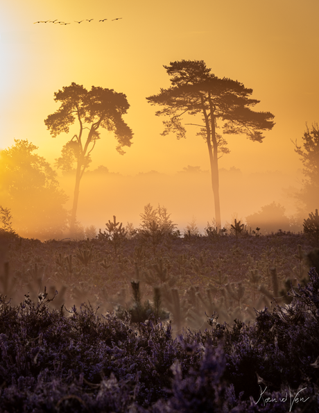 Ochtend op de heide