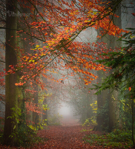 The path of the crossed branches