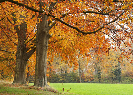 Bomen in de herfst