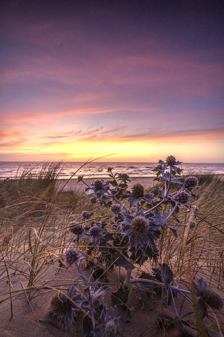 Distels in de duinen bij het strand van Texel