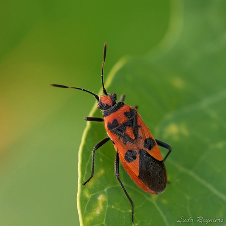 Kaneelglasvleugelwants