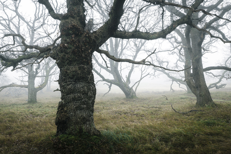 Eiken in de mist