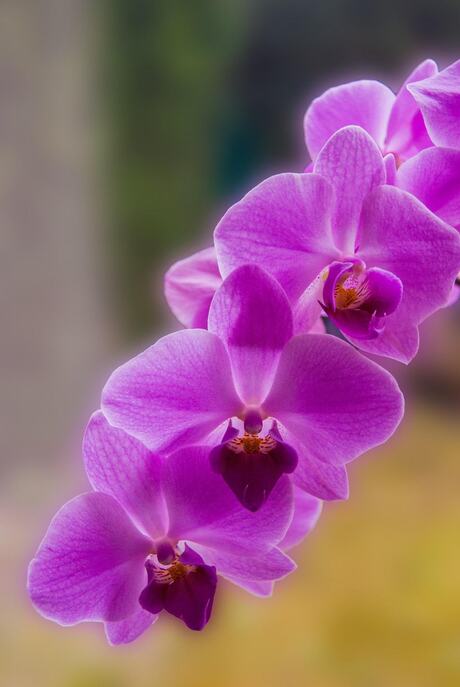 Orchidee