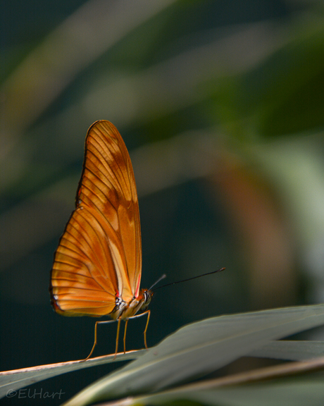 Dryas julia