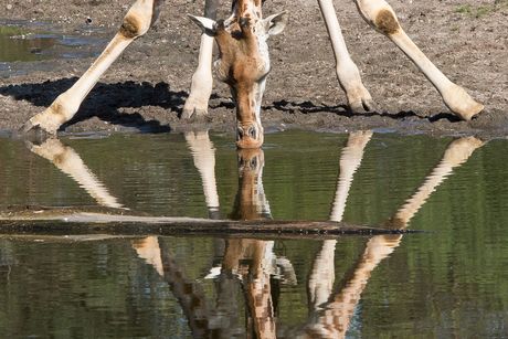 Giraffe, bij Burgers' Zoo