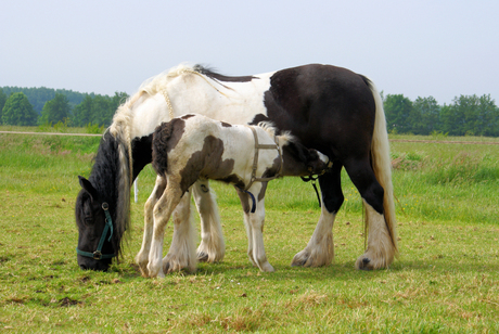 Dorst!