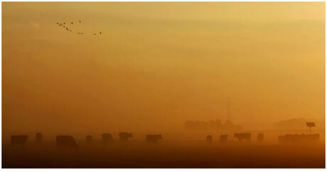 koeien in de mist/zonsopgang