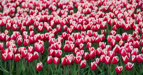 Kan niet wachten op de lente