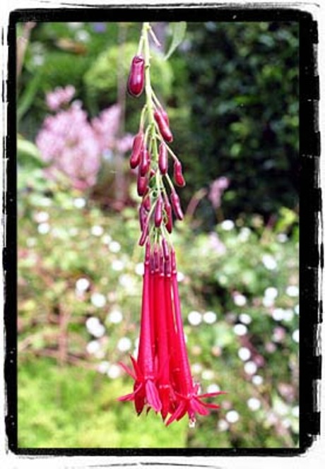 Madeira - Bloemeneiland