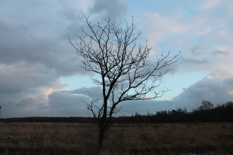 Fochteloerveen Drenthe.JPG