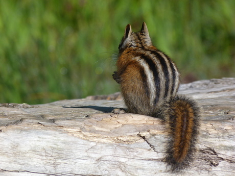 Chipmunk @ Glacier National Park (Montana - USA)