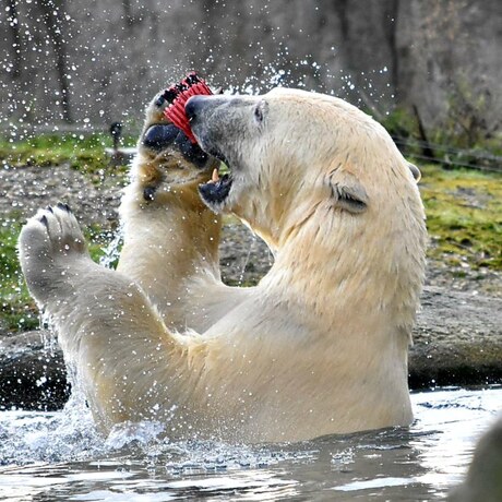 spelende ijsbeer