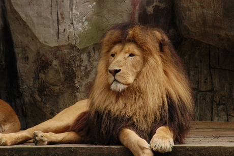 king of the zoo