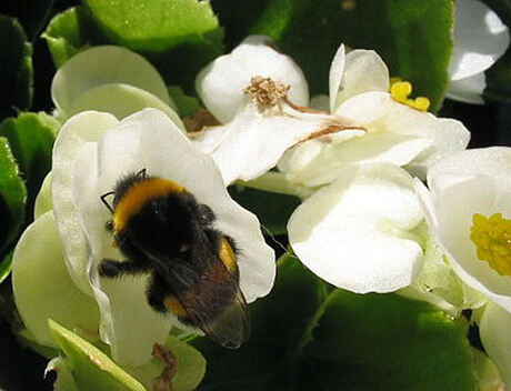 'Bijziende' bij op begonia