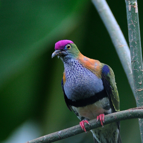 Prachtvruchten duif Burgers Zoo