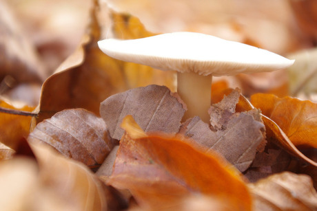 padestoel in het herft