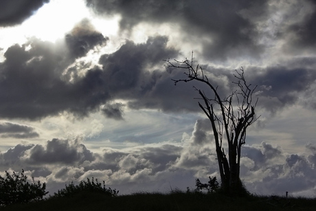 Duinen