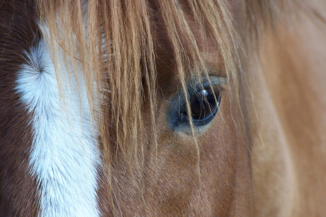 Close-up paard