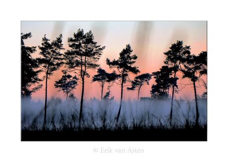 Japanse sferen in de bossen van Brabants Landschap