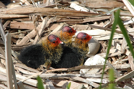 Kuikens Meerkoet