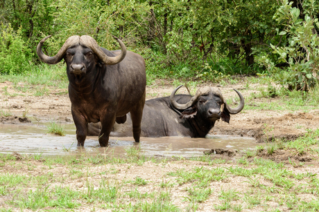 Buffel stieren in bad