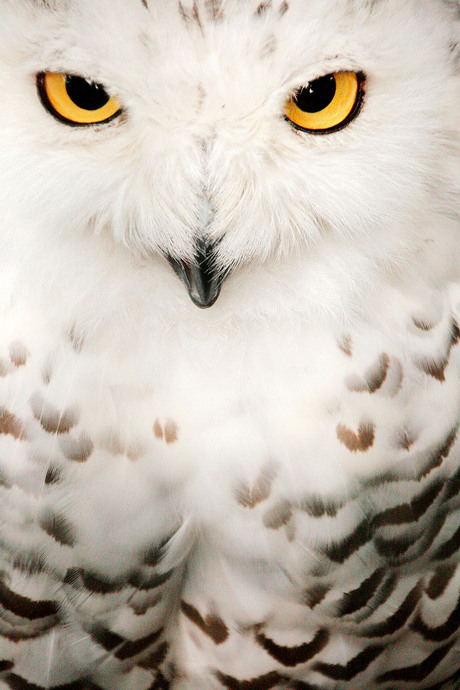 Beautifull Owl