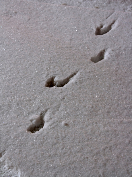 Snowtracks; Walking the Dog