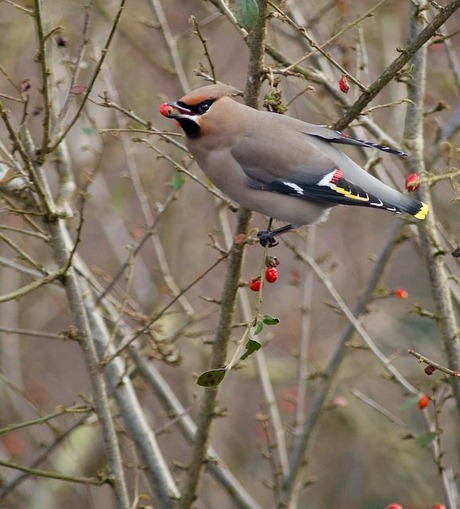 Pestvogel