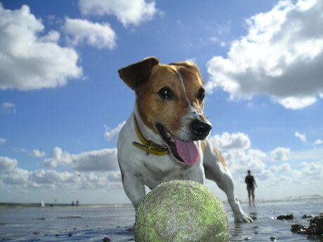 Jack Russel op het strand