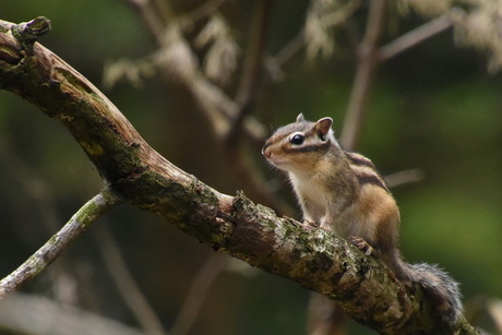 Chipmunck