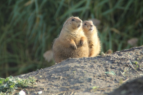 prairiehondjes