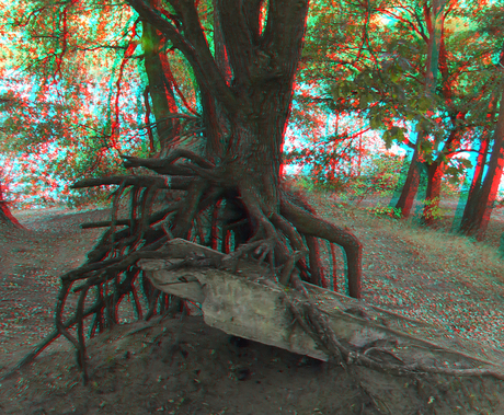 Wortels in 3D stereo Anaglyph