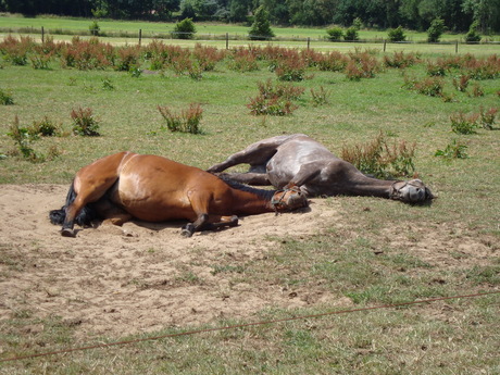 paarden slapen in het zand