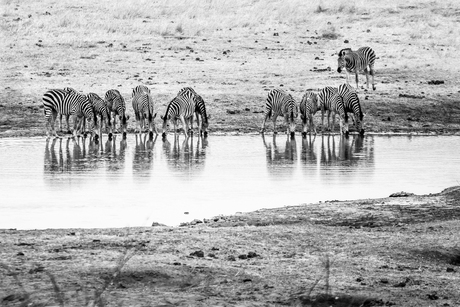 Thirsty Zebras