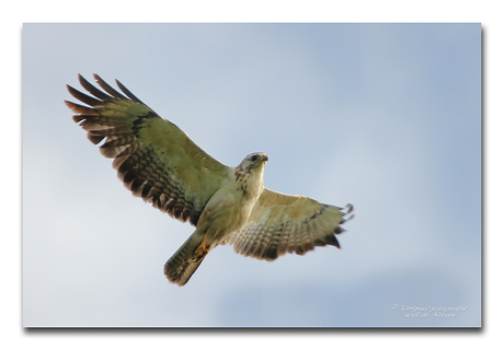 Buizerd in vlucht