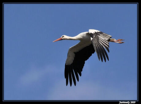 ooievaar in de vlucht 2