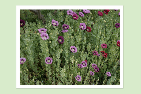 Klaproos (papaver)