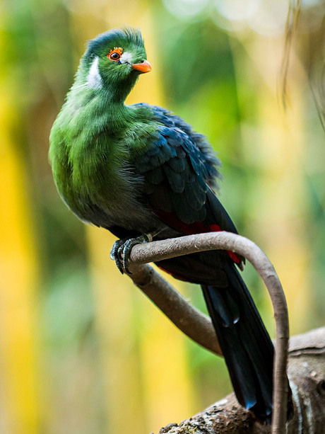 Heijderbos_Bird