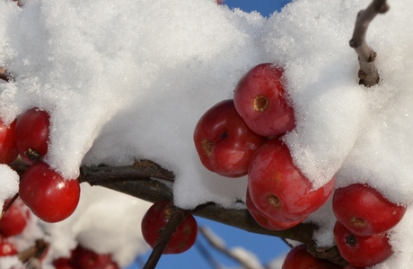 appeltjes in de sneeuw
