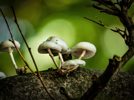 Herfst in de Steeg (2)