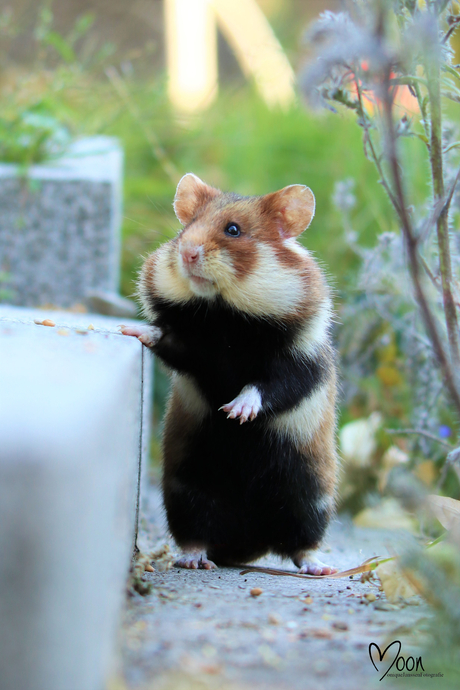 Europese hamster