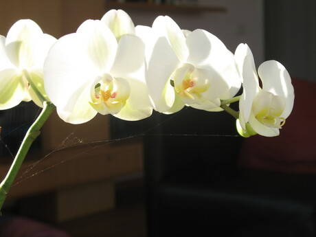 De schoonheid ven de Orchidé