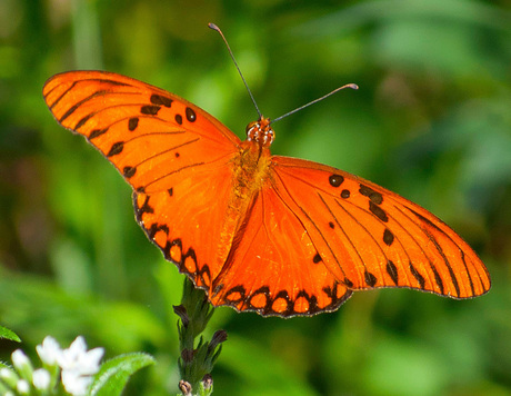 Vlinder Curacao