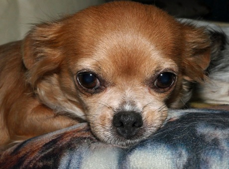 Mijn Chihuahua Vicky ligt op de bank. Ze lijkt in gedachten te zijn. 10-10-2017.
