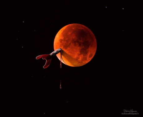 Grapje over de Super Blood Moon