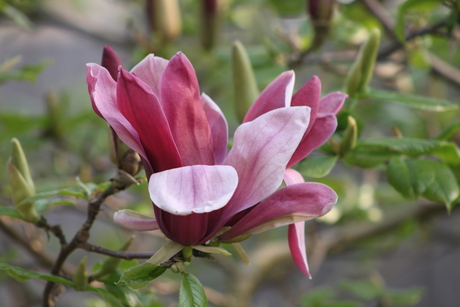 Magnolia