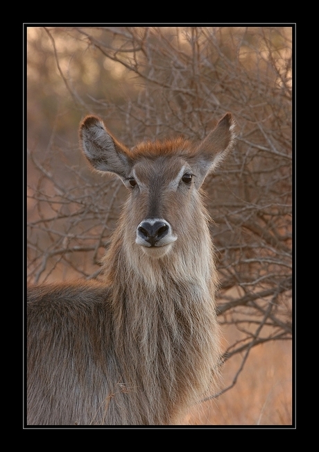 Waterbok